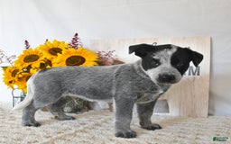 Australian Cattle Dog dogs for sale: Max - Image 1