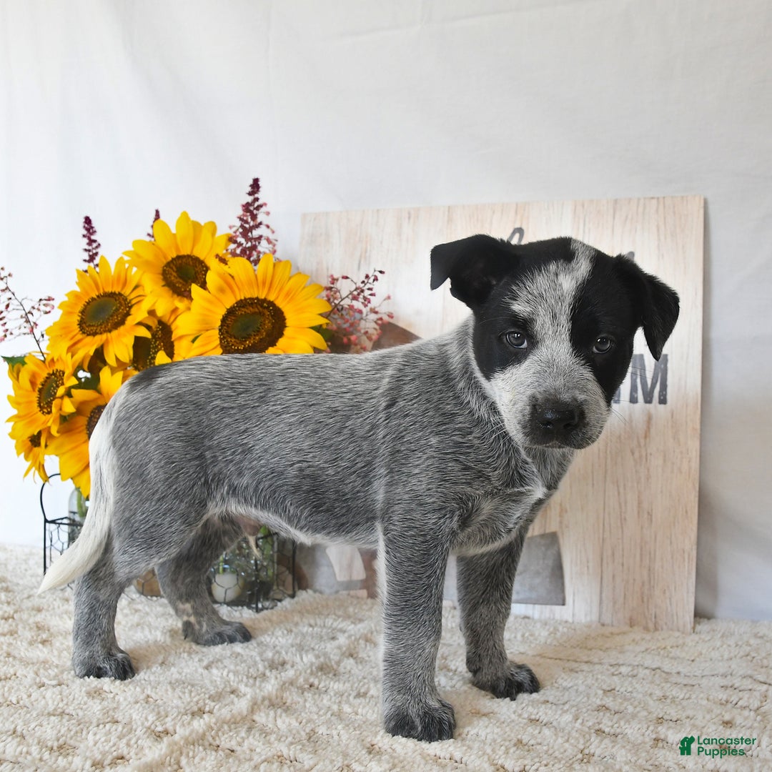 Australian Cattle Dog dogs for sale: Max - Image 1