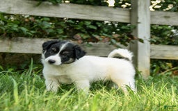 Border Collie dogs for sale: Gus - Image 3