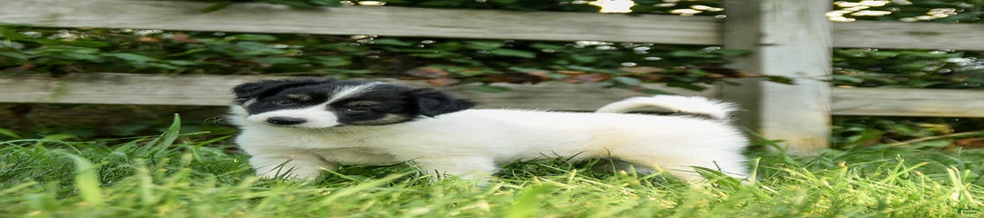 Gus
