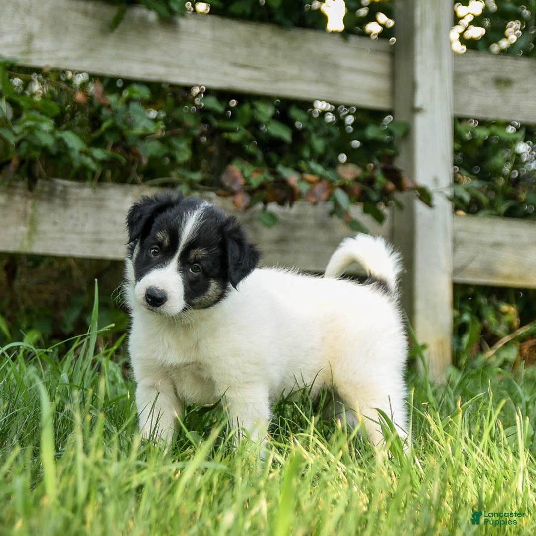 Border Collie dogs for sale: Gus - Image 3