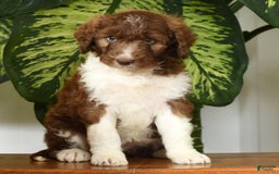Aussiedoodle dogs for sale: Tammy - Image 3