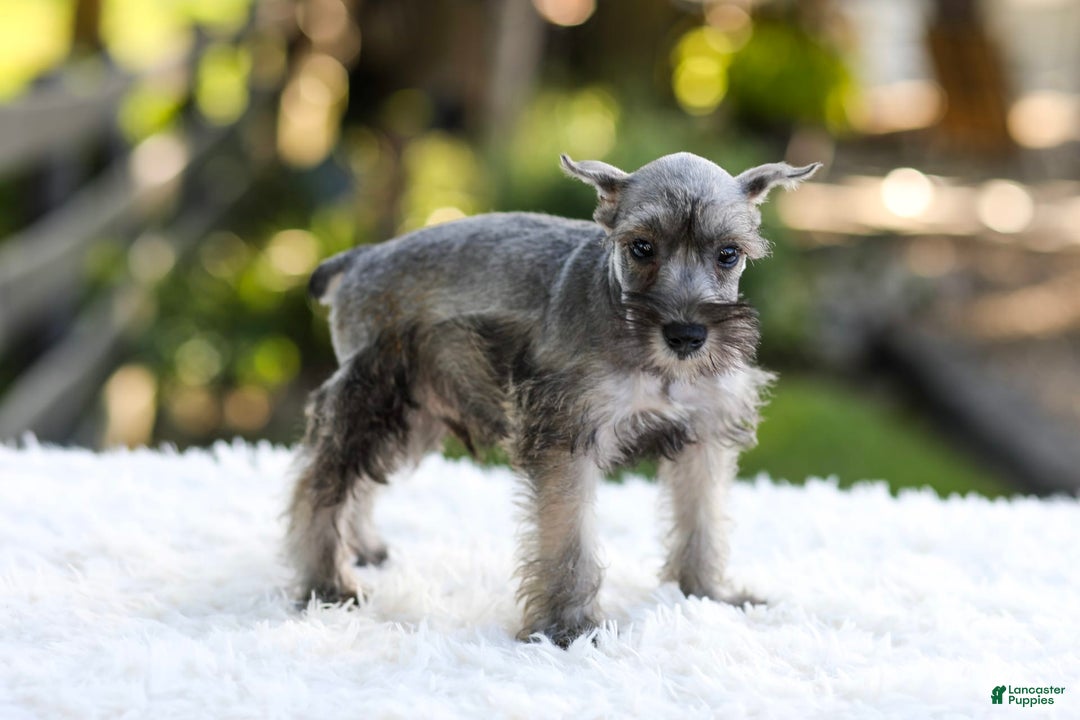 Miniature Schnauzer dogs for sale: Buddy - Image 11