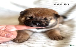 Shiba Inu dogs for sale: Turbo - Image 1