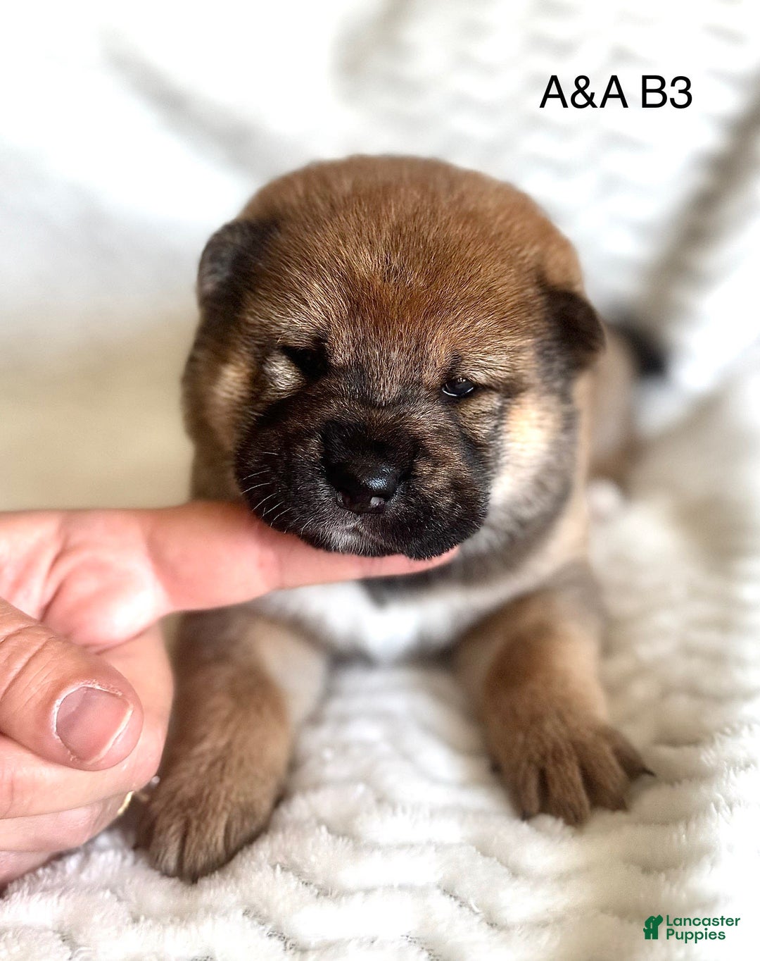 Shiba Inu dogs for sale: Turbo - Image 1