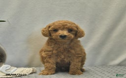 Toy Poodle dogs for sale: Jojo - Image 4