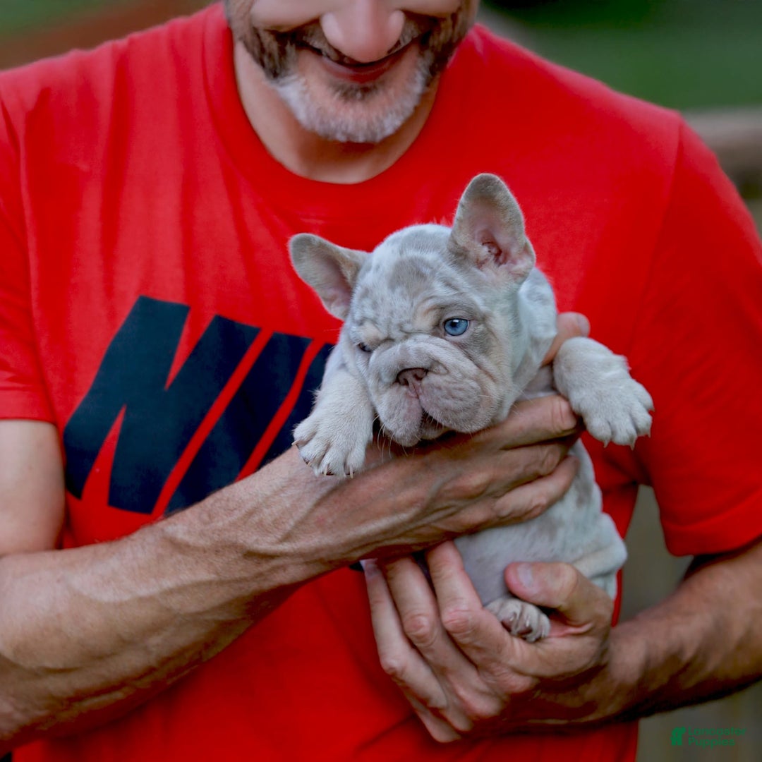 French Bulldog dogs for sale: Domenic - Image 6