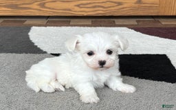 Coton De Tulear dogs for sale: Nadine - Image 7