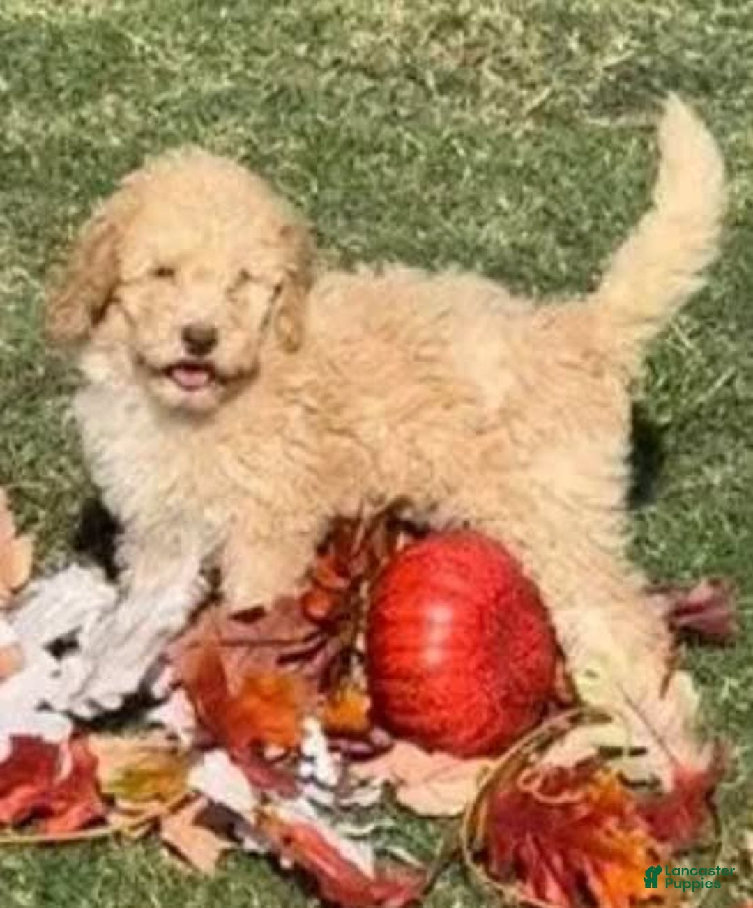 Goldendoodle dogs for sale: Ruby - Image 1