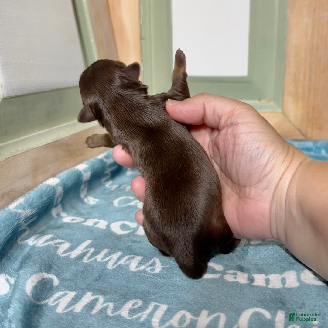 Chihuahua dogs for sale: Theodore Chocolate Lc - Image 20