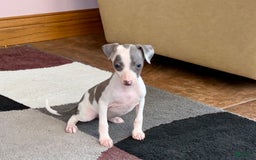 Italian Greyhound dogs for sale: Tina - Image 13