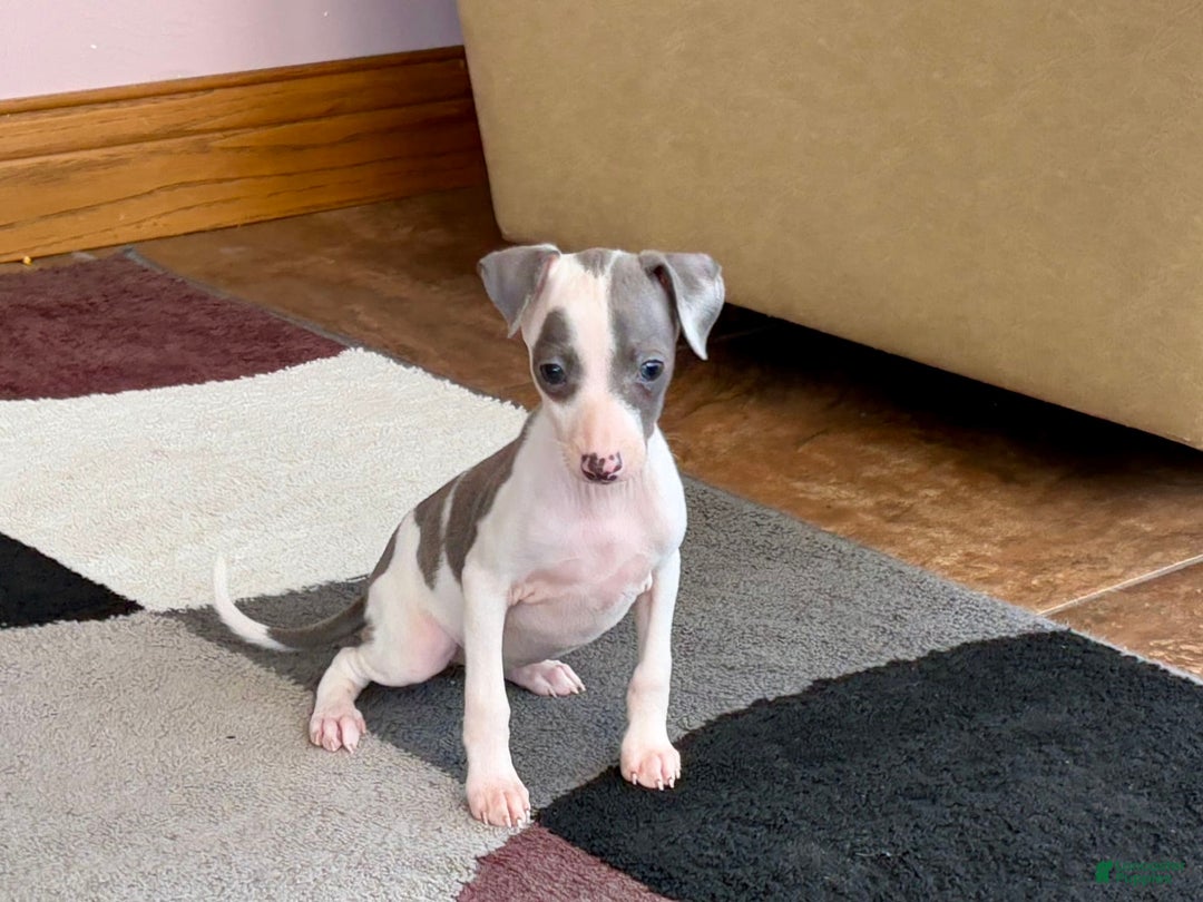 Italian Greyhound dogs for sale: Tina - Image 13