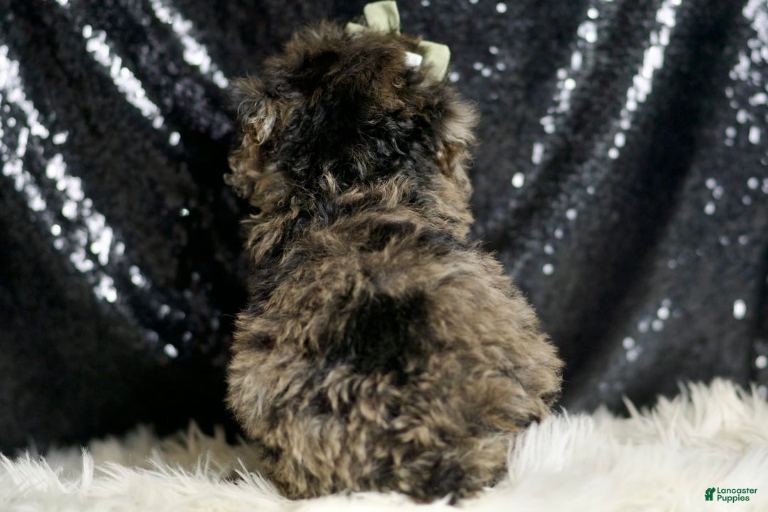 Miniature Poodle dogs for sale: Ziggy - Image 4