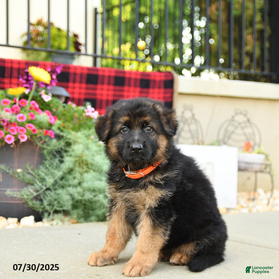 German Shepherd dogs for sale: Holly - Image 2