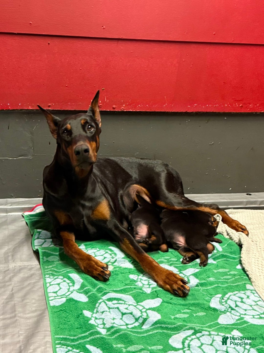 Doberman Pinscher dogs for sale: Male Puppy - Image 15