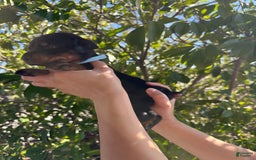 Doberman Pinscher dogs for sale: Grey Collar - Image 2