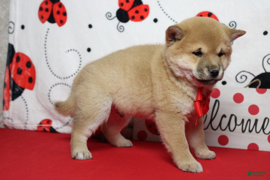Shiba Inu dogs for sale: Larry - Image 33