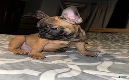French Bulldog dogs for sale: Cookie - Image 3