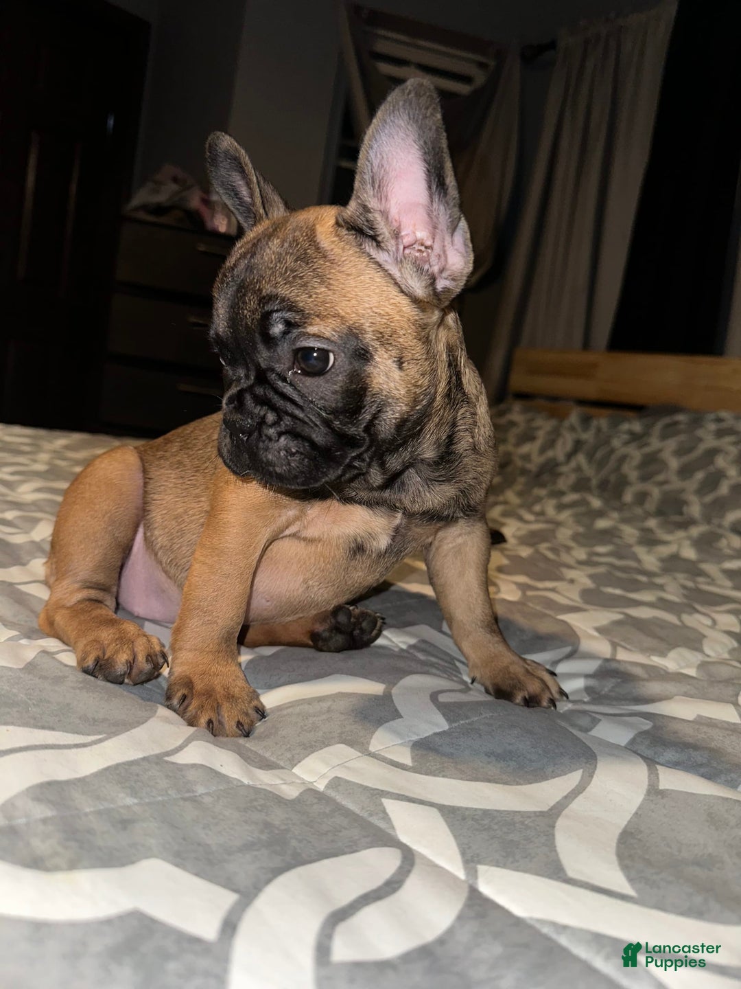 French Bulldog dogs for sale: Cookie - Image 3