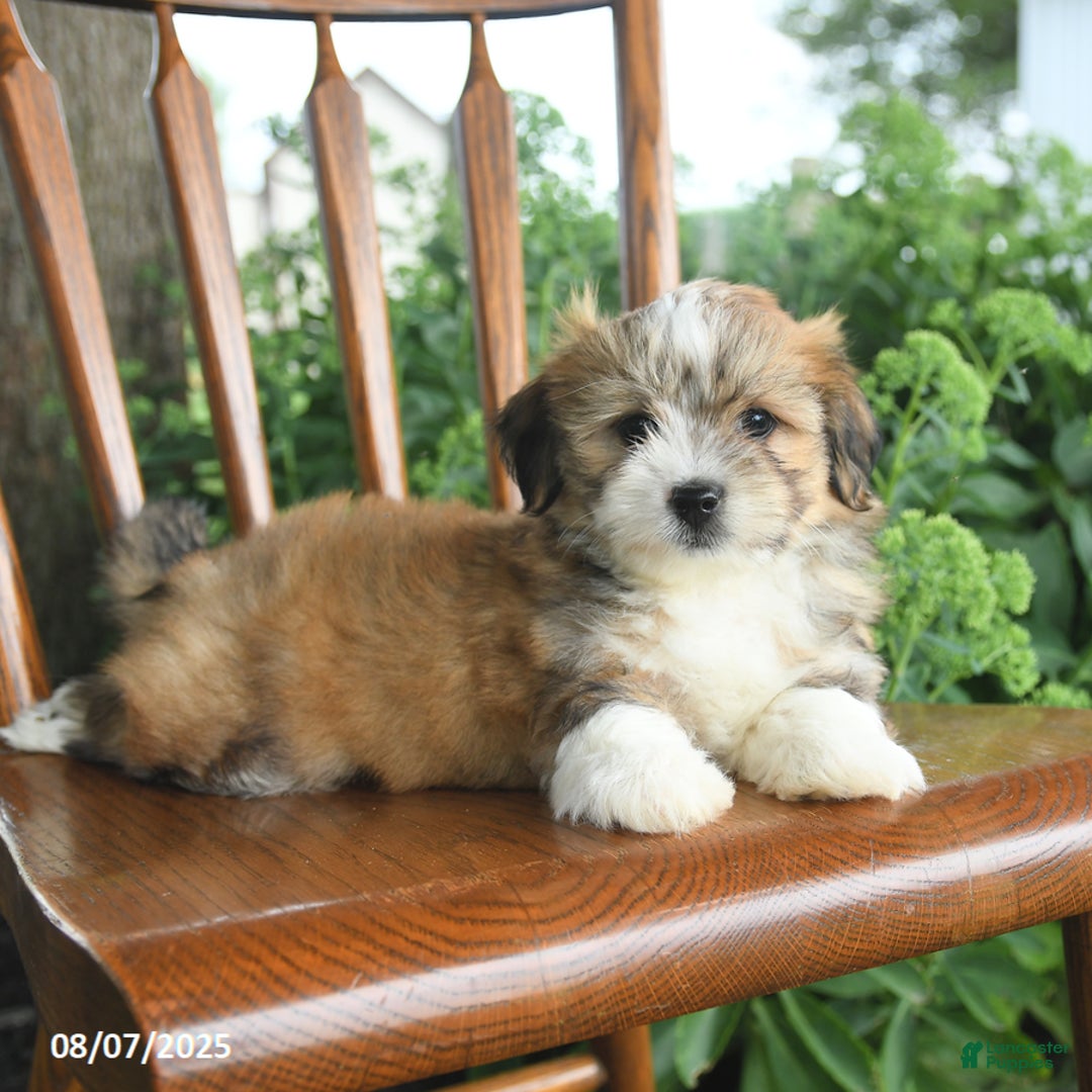 Havanese dogs for sale: Brenton - Image 3