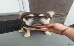 French Bulldog dogs for sale: Lucky - Image 7