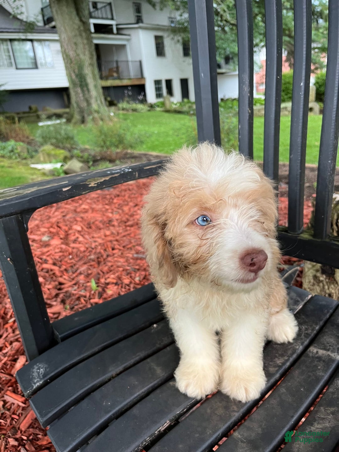 Mini Aussiedoodle dogs for sale: Sunny - Image 13