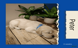 Golden Retriever dogs for sale: Peter - Image 14