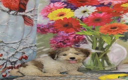 Havanese dogs for sale: Danny - Image 3