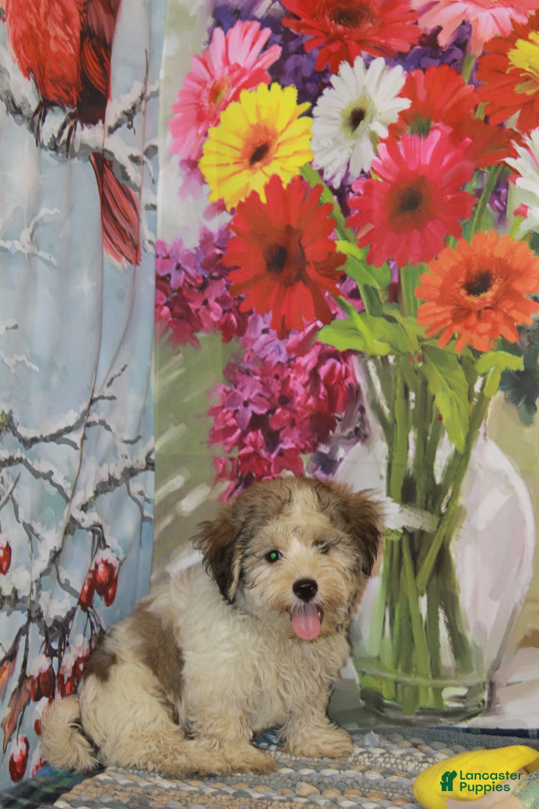 Havanese dogs for sale: Danny - Image 3