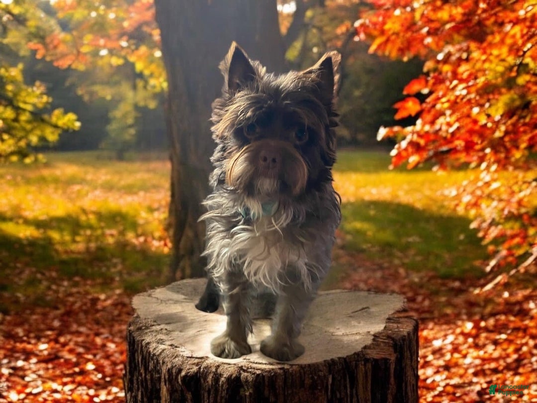 Yorkshire Terrier dogs for sale: Butterfly - Image 14