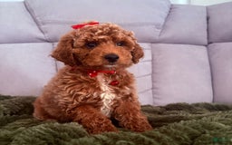 Mini Goldendoodle dogs for sale: Zoe - Image 2