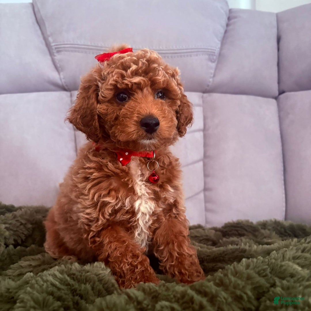 Mini Goldendoodle dogs for sale: Zoe - Image 2