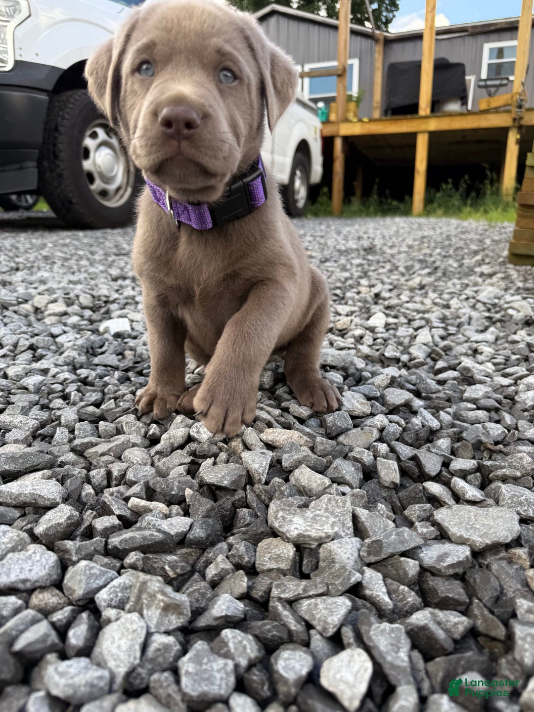 Labrador Retriever dogs for sale: Gertie - Image 5