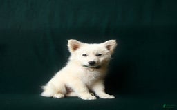 American Eskimo dogs for sale: Taylor - Image 1