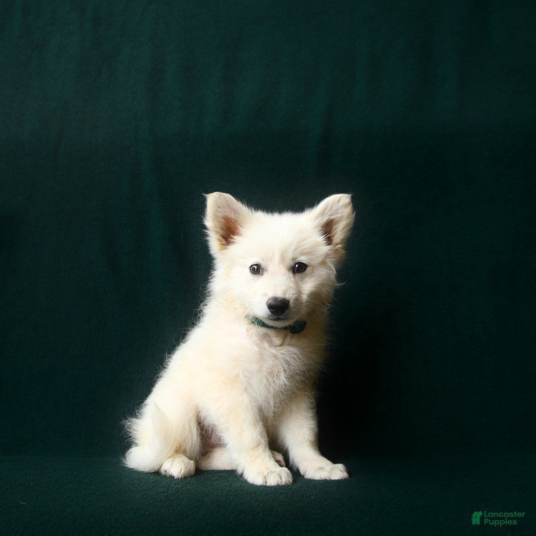 American Eskimo dogs for sale: Taylor - Image 1