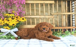  dogs for sale: Mini Goldendoodle 2 puppies - Image 1