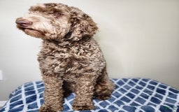 Goldendoodle dogs for sale: Molly - Image 5