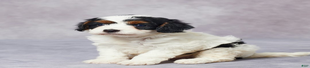 Hal