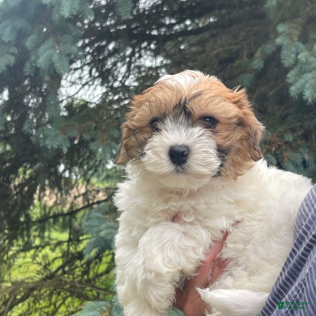 Shih Tzu dogs for sale: Oliver - Image 3