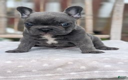 French Bulldog dogs for sale: Zane - Image 3