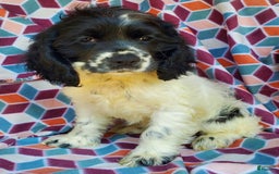 Cocker Spaniel dogs for sale: Nash - Image 15