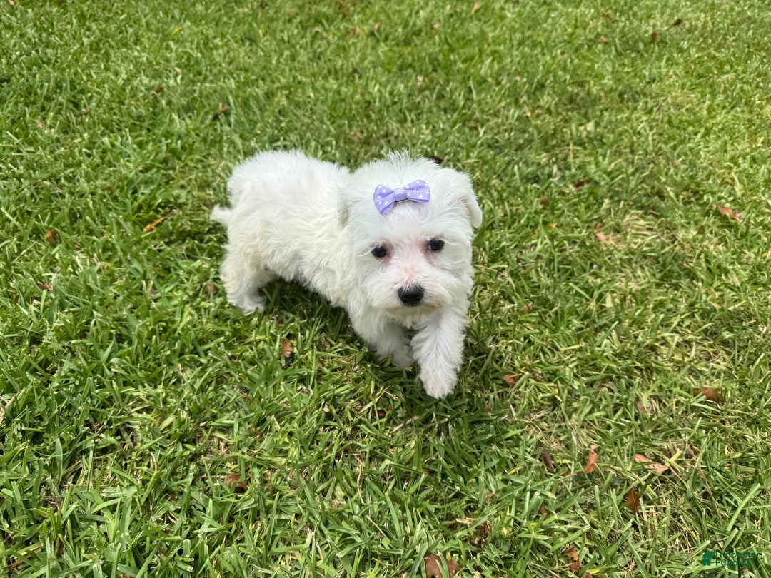 Maltese dogs for sale: Bella - Image 2