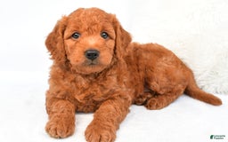 Mini Goldendoodle dogs for sale: Ollie - Image 4