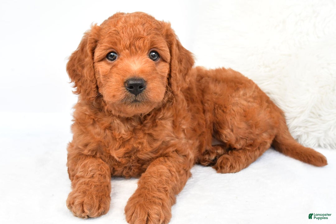 Mini Goldendoodle dogs for sale: Ollie - Image 4