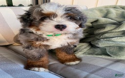 Mini Bernedoodle dogs for sale: Mini Bernedoodle 5 puppies - Image 10
