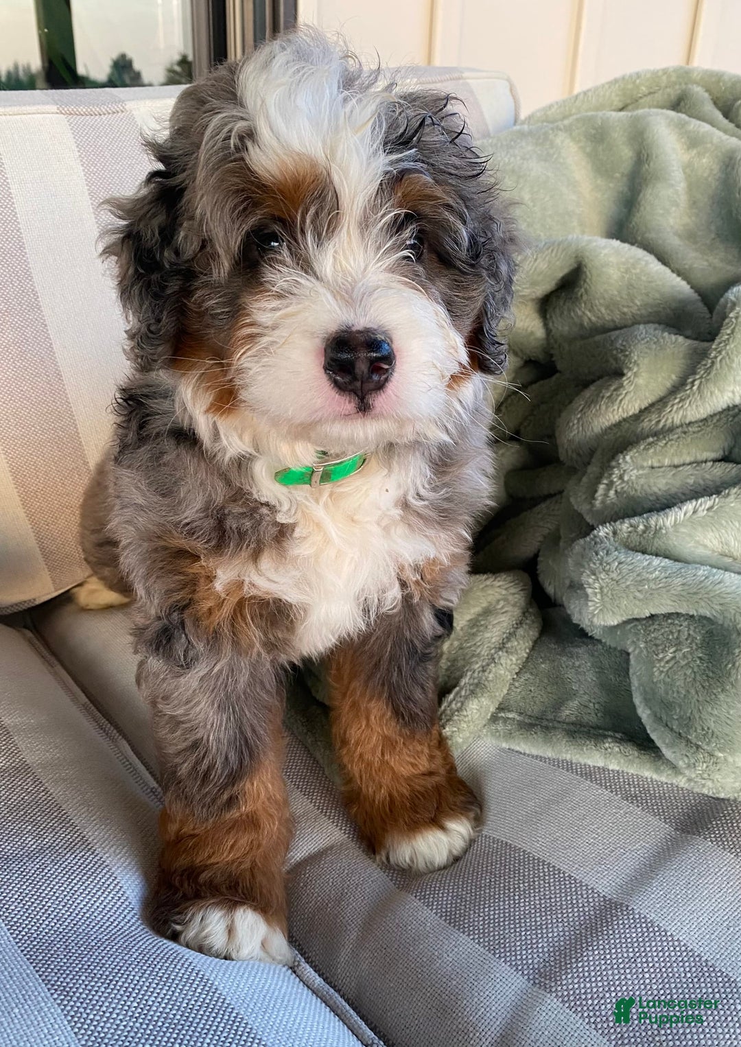 Mini Bernedoodle dogs for sale: Mini Bernedoodle 5 puppies - Image 10