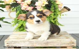 Welsh Corgi Pembroke dogs for sale: Paddington - Image 3