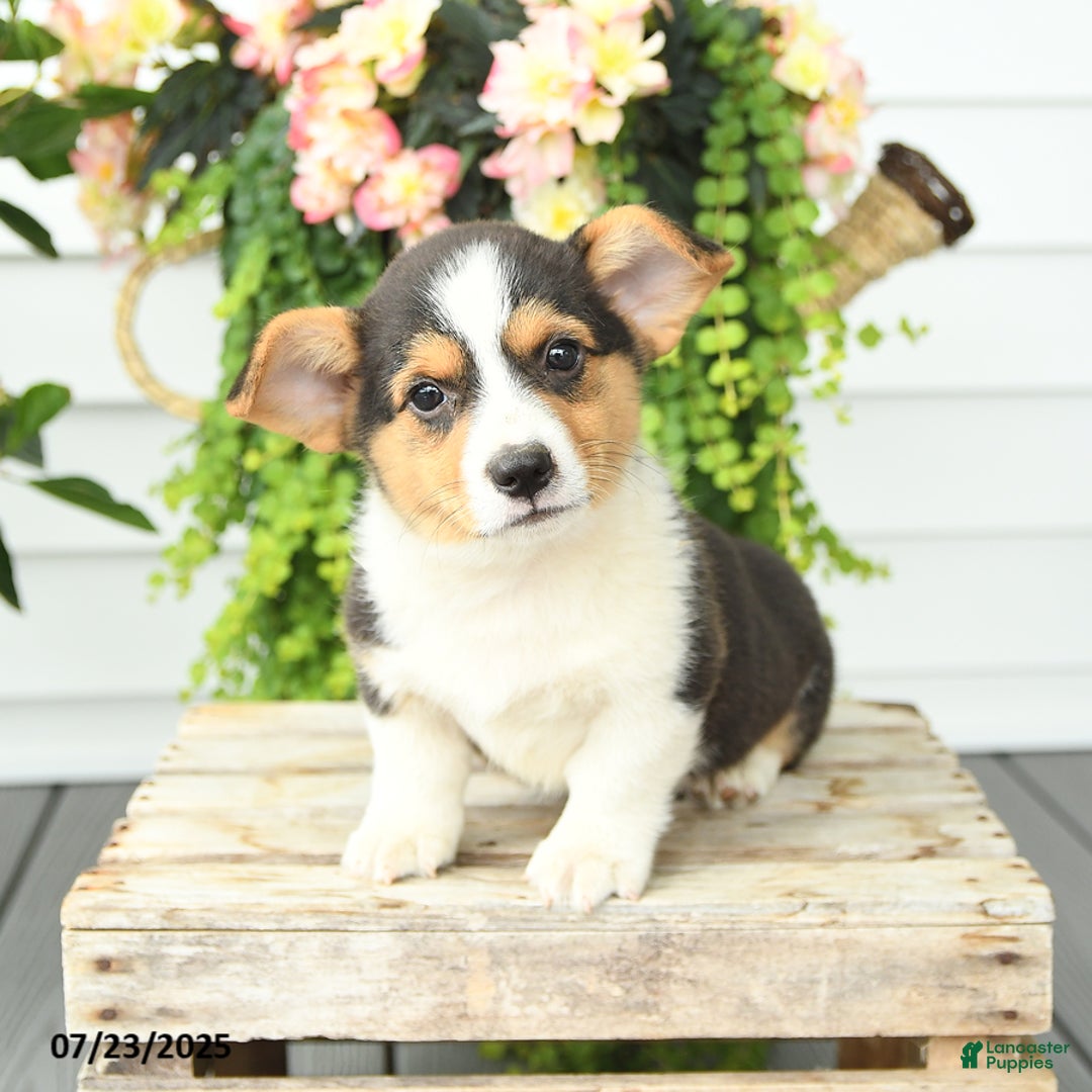 Welsh Corgi Pembroke dogs for sale: Paddington - Image 3