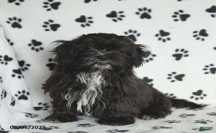 Shih Tzu dogs for sale - Ad 1