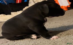 American Bully dogs for sale: Knight - Image 7